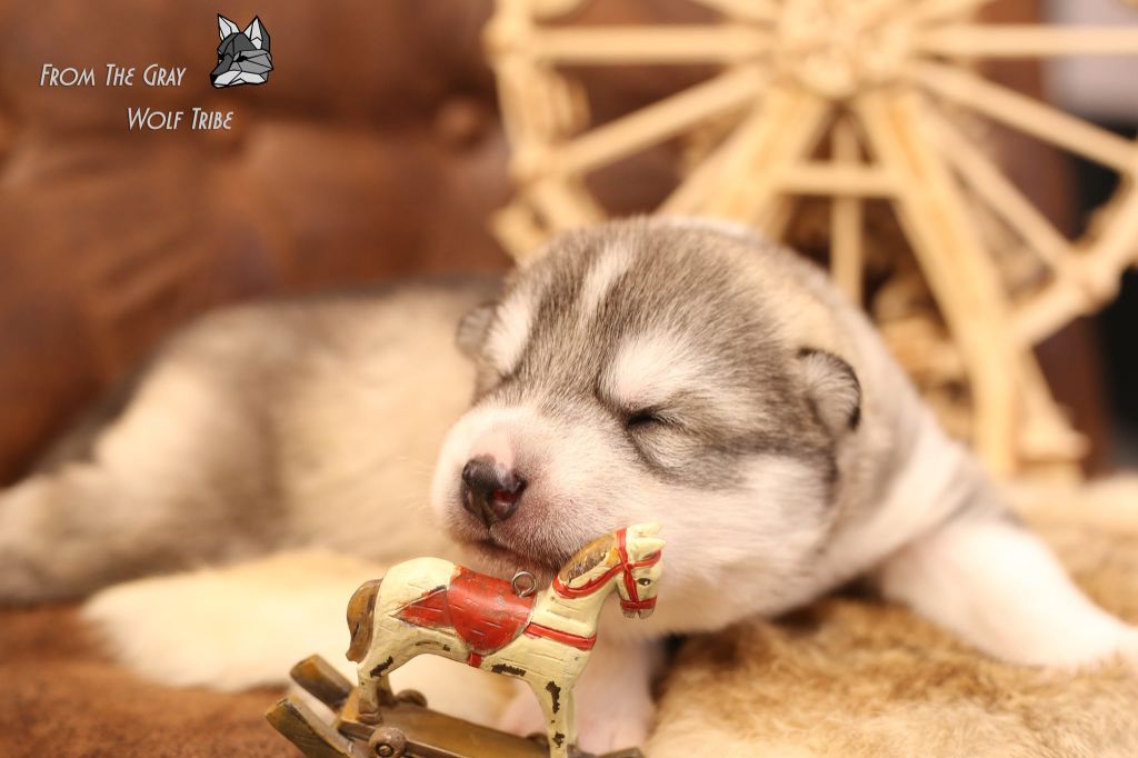 From The Gray Wolf Tribe - Siberian Husky - Portée née le 12/11/2020